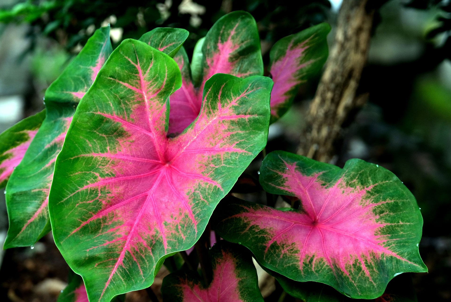 How To Grow Caladiums The Complete Guide Almanac Com